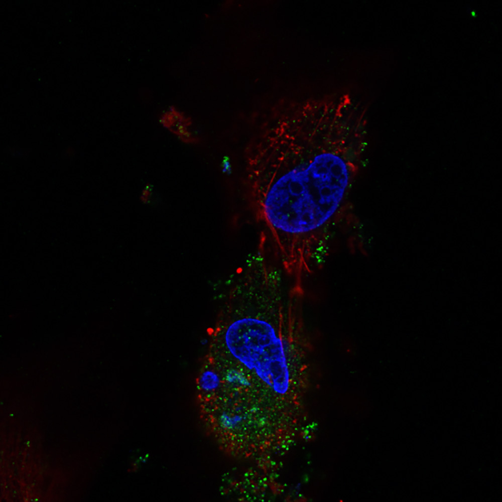 Sheep and goat pox virus | Virus | The Pirbright Institute